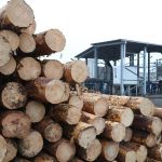 Прозорий сектор торгів деревиною
