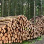 Актуальний формат торгів деревиною